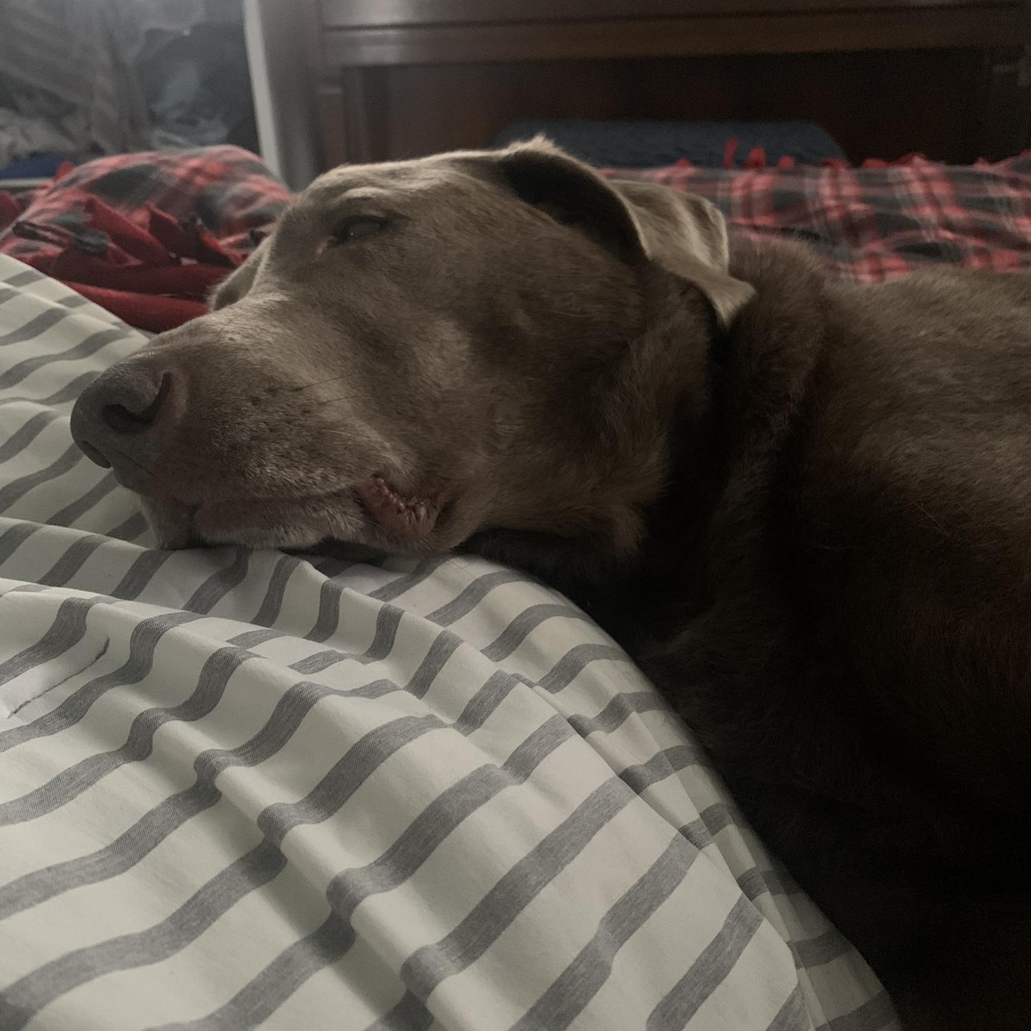 Snoozing with her Dad