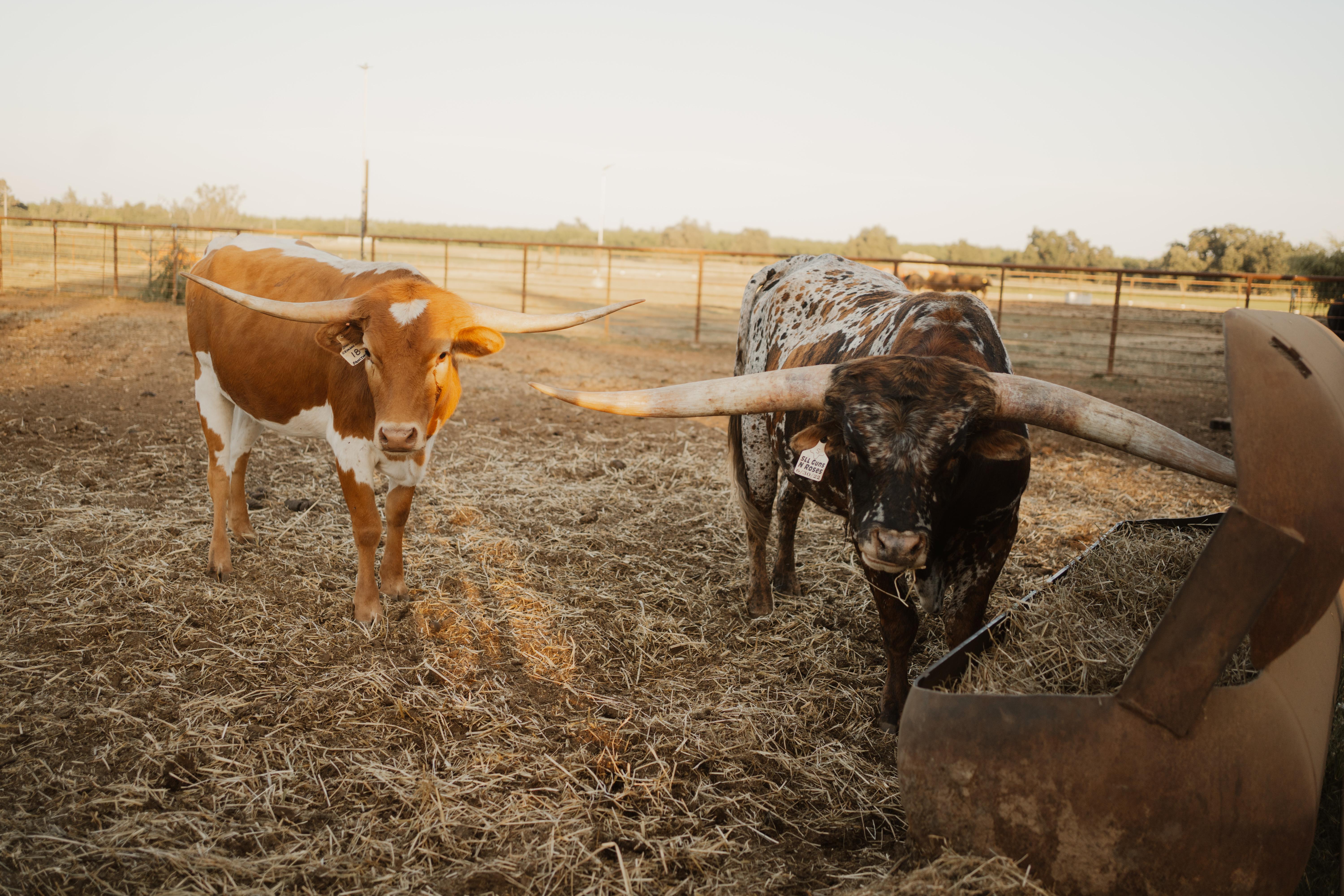 The Wedding Website of Christina Asher and Kyle Rowland