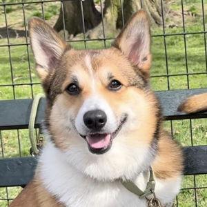 Ollie Treat Fund
