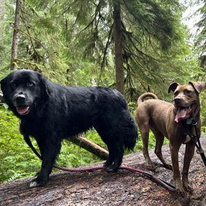 Laika & Baxter care for our honeymoon