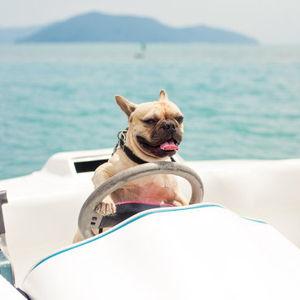 Speed boat tour to Phi Phi Islands