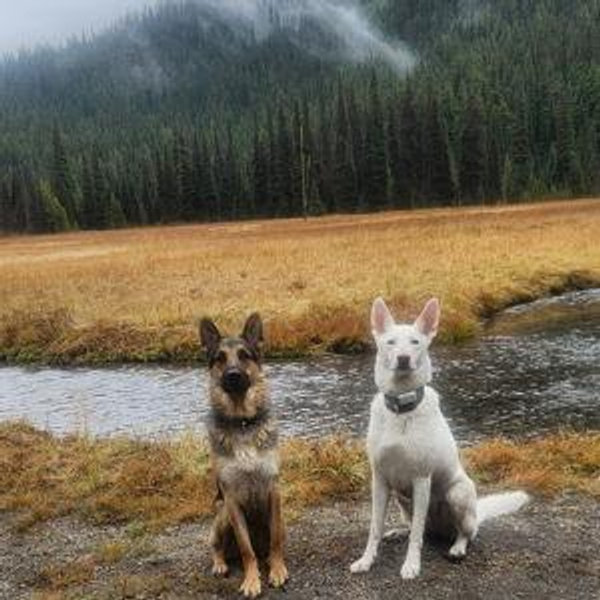 Dogsit for our Honeymoon