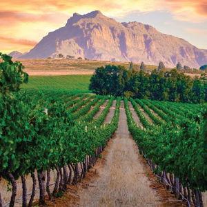South Africa Wine Tasting