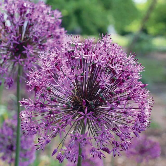 Allium Purple Sensation Bulbs (20-Pack)