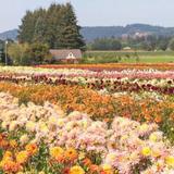 Swan Island Dahlias