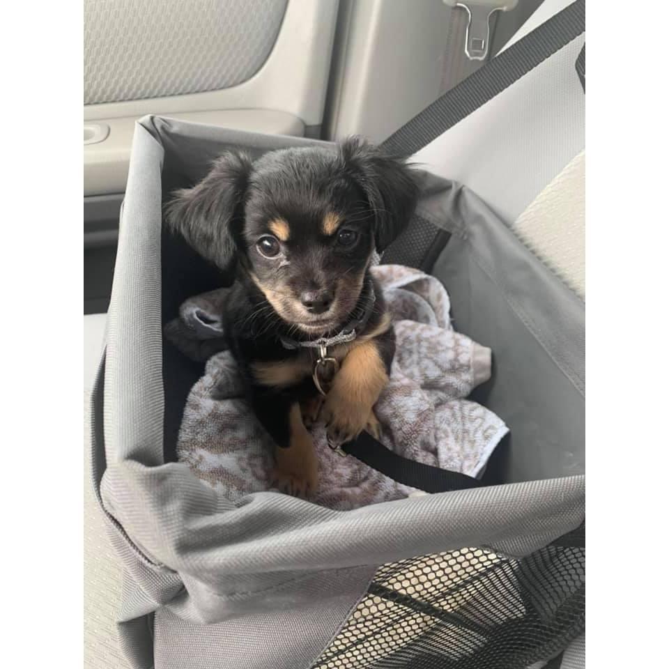 Meeting our puppy, Aspen