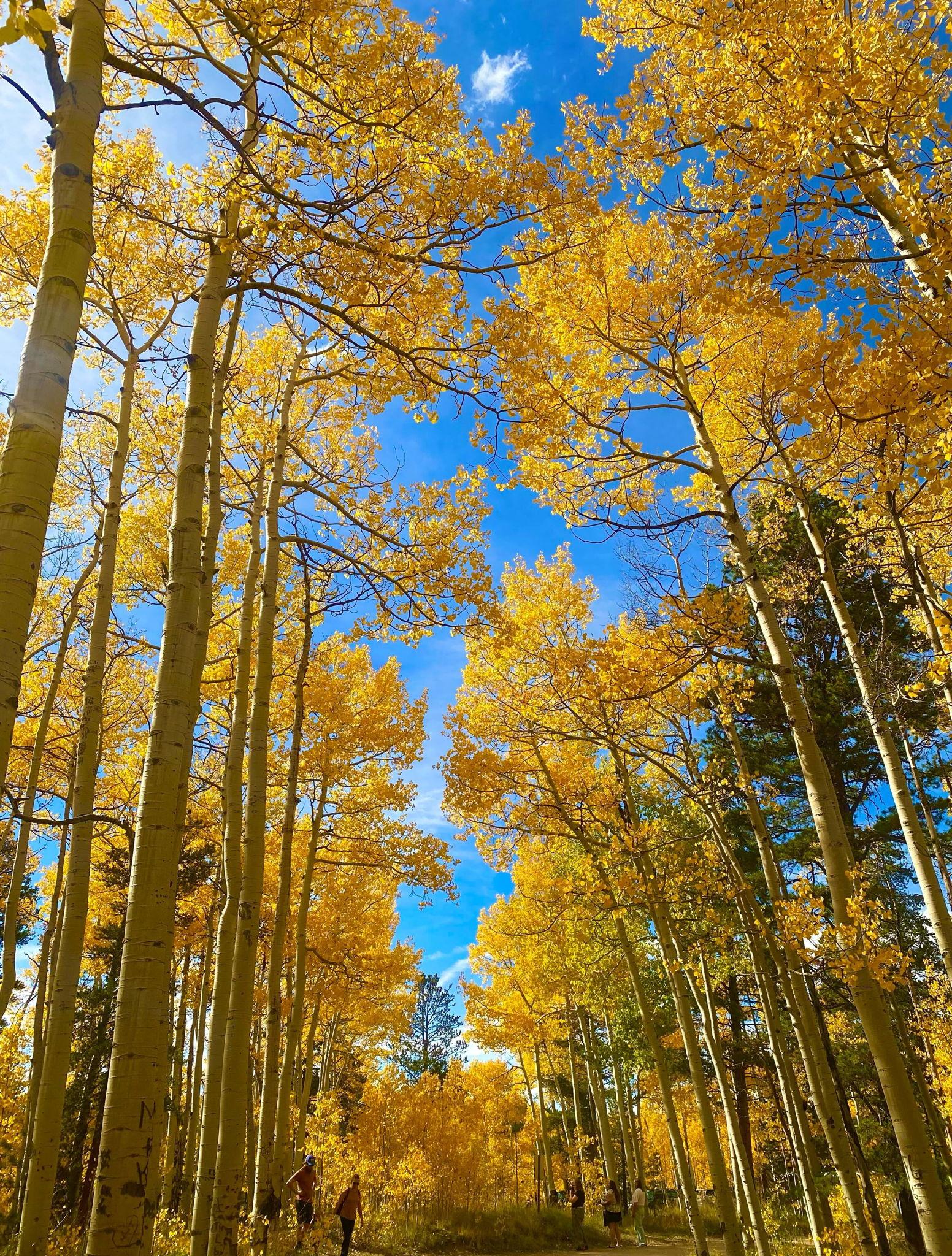 The Wedding Website of Eric Witmer and Jessica Wagner