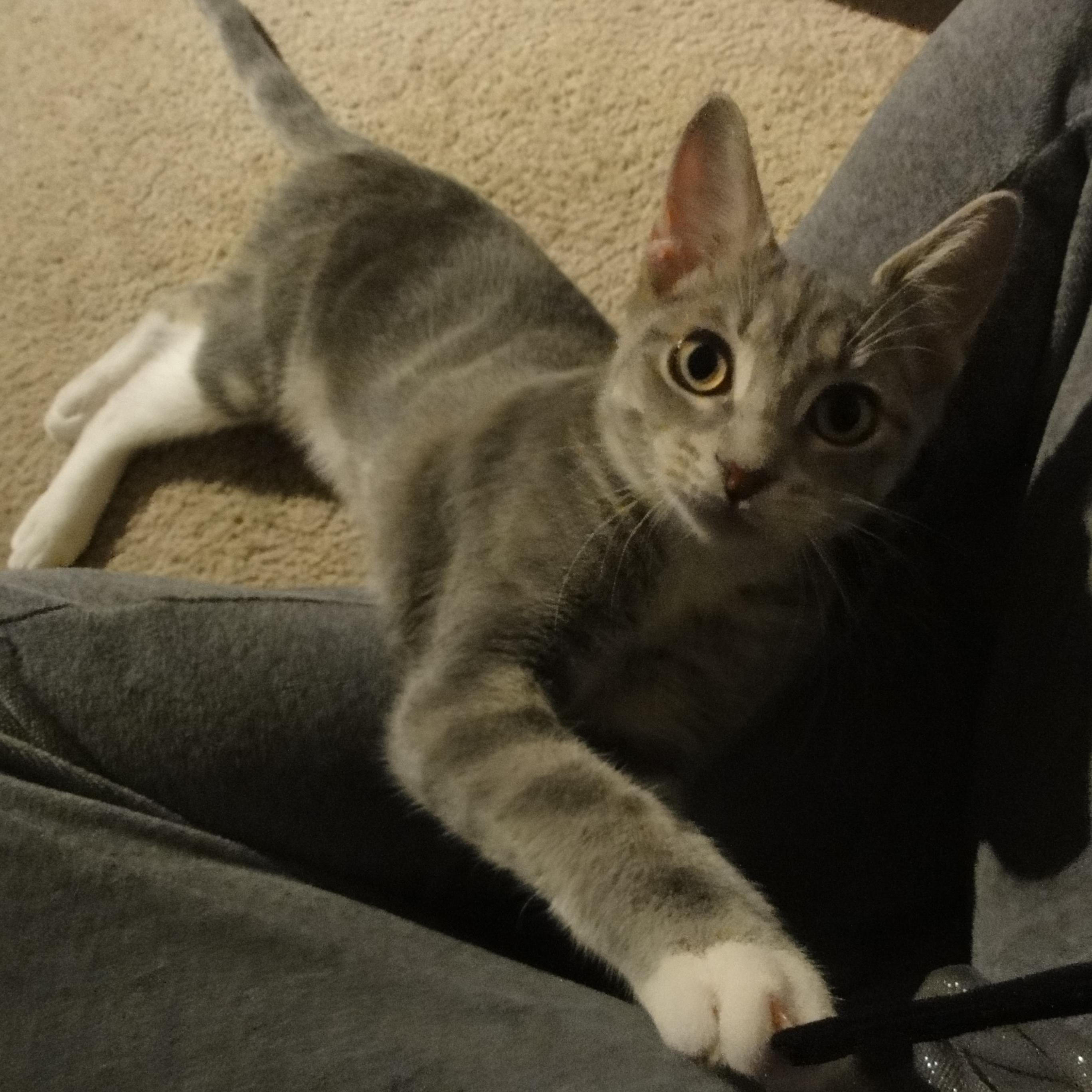 We brought home our first addition to our family - Lea!