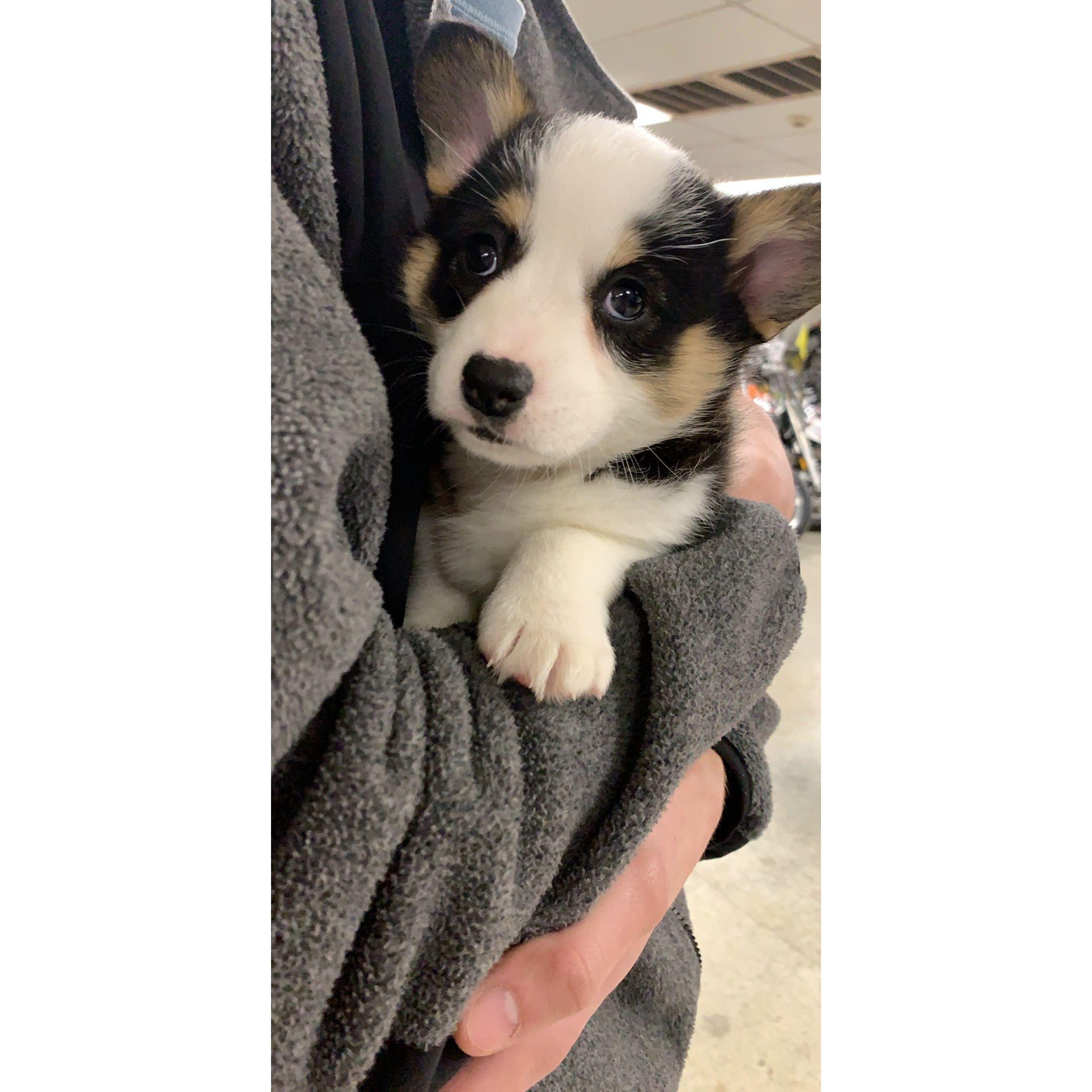 The day we picked Sundae up!