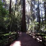Henry Cowell Redwoods State Park
