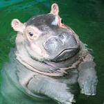 Cincinnati Zoo