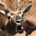 Wild Animal Safari Inc