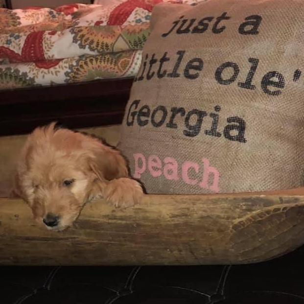 Our baby, Archer.