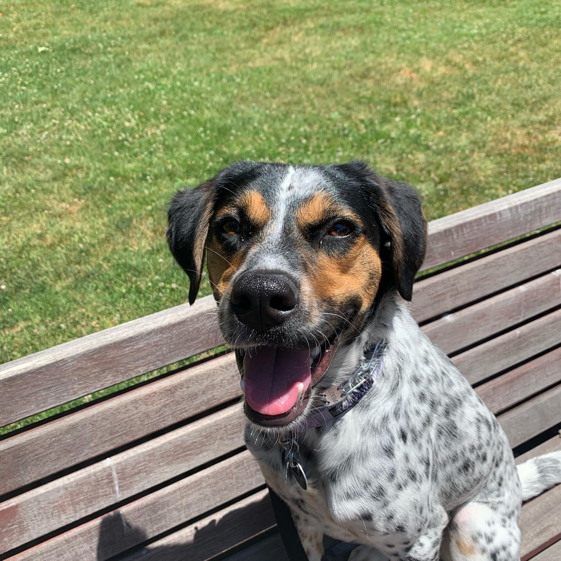 Boarding for Pepper!