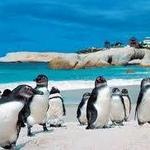 Boulders Beach