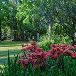 Magnolia Plantation and Gardens