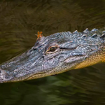Ghost, Swamp, or Cultural Tours