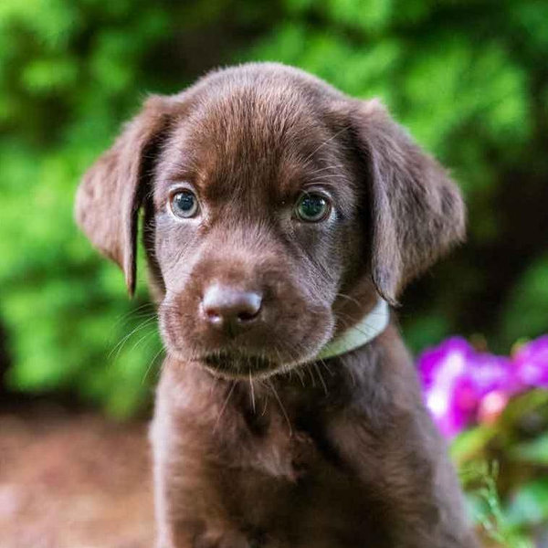 Our New Puppy