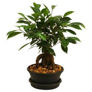 Ficus Bonsai in 6 in. Plastic Pot with Saucer