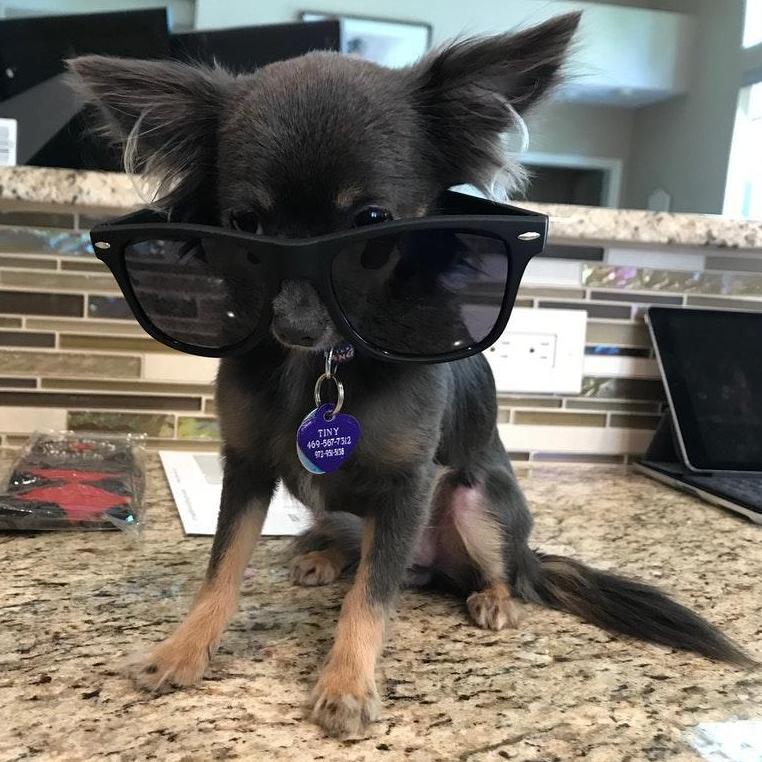 Tiny acting cool