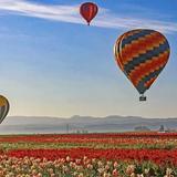 Wooden Shoe Tulip Farm