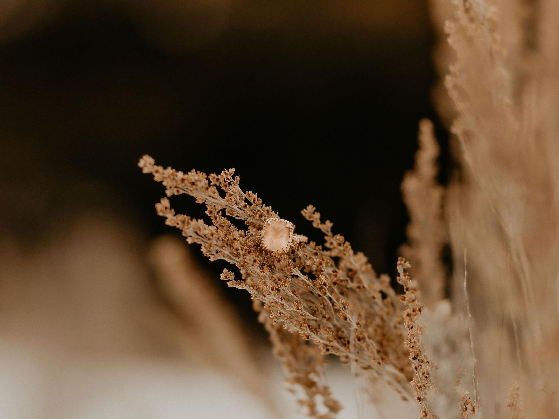 The Wedding Website of Corina Ambrose and Luke Simecek