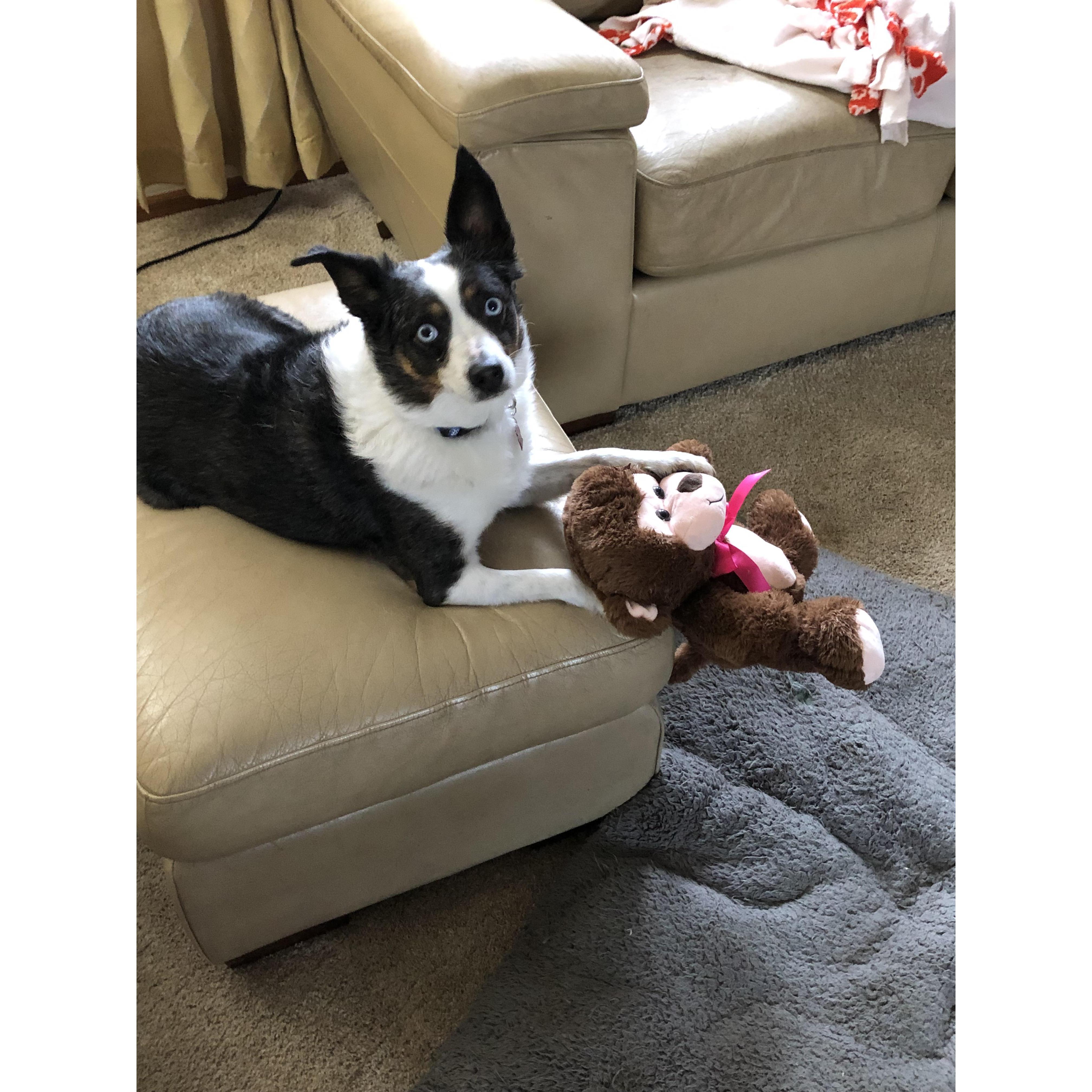 This is Loki. Loki is mamas boy.  He never leaves Sydney's side and looks forward to seeing her every morning, noon and night!