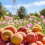 Schnepf Farms