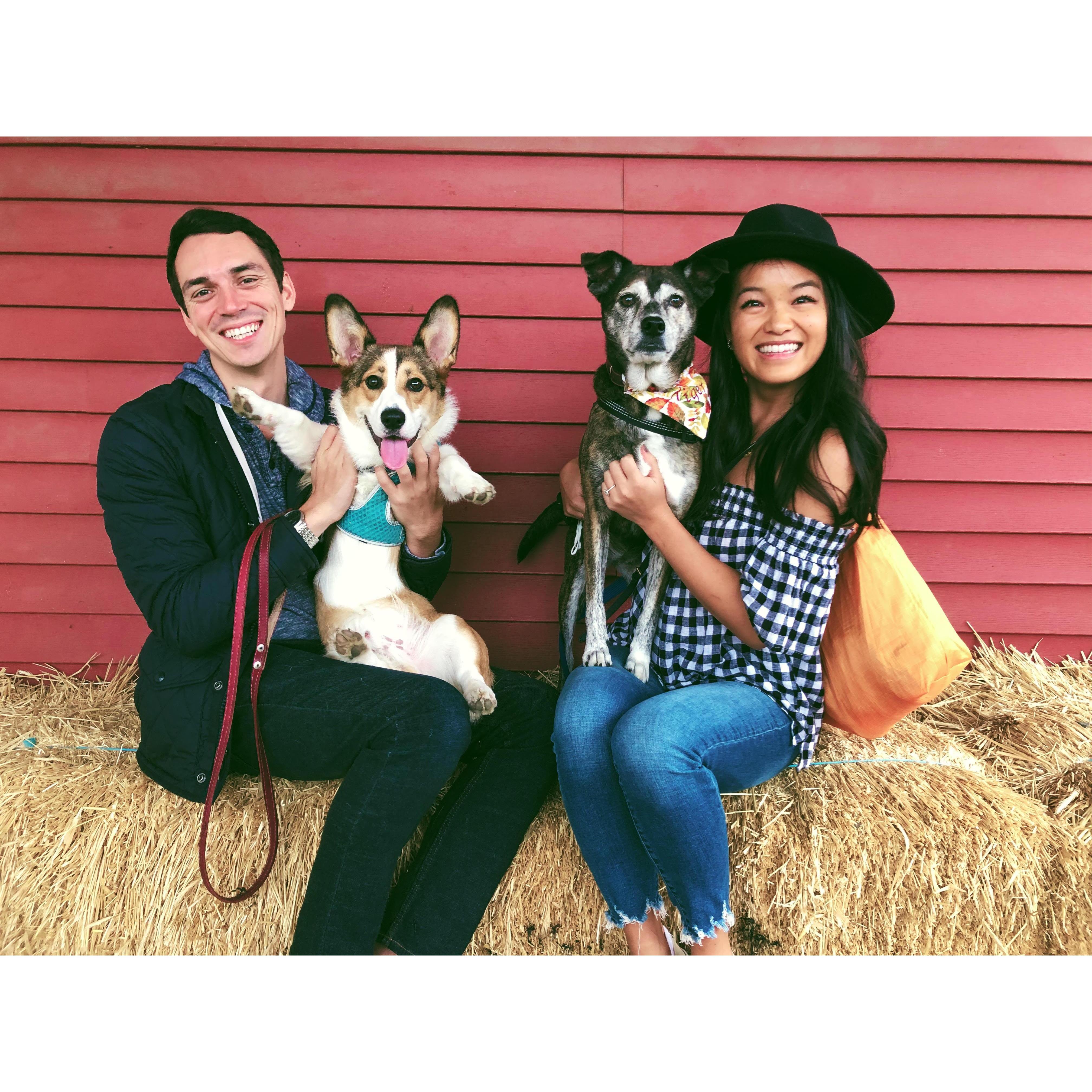 Adventures with Tiger and Flynn part 4