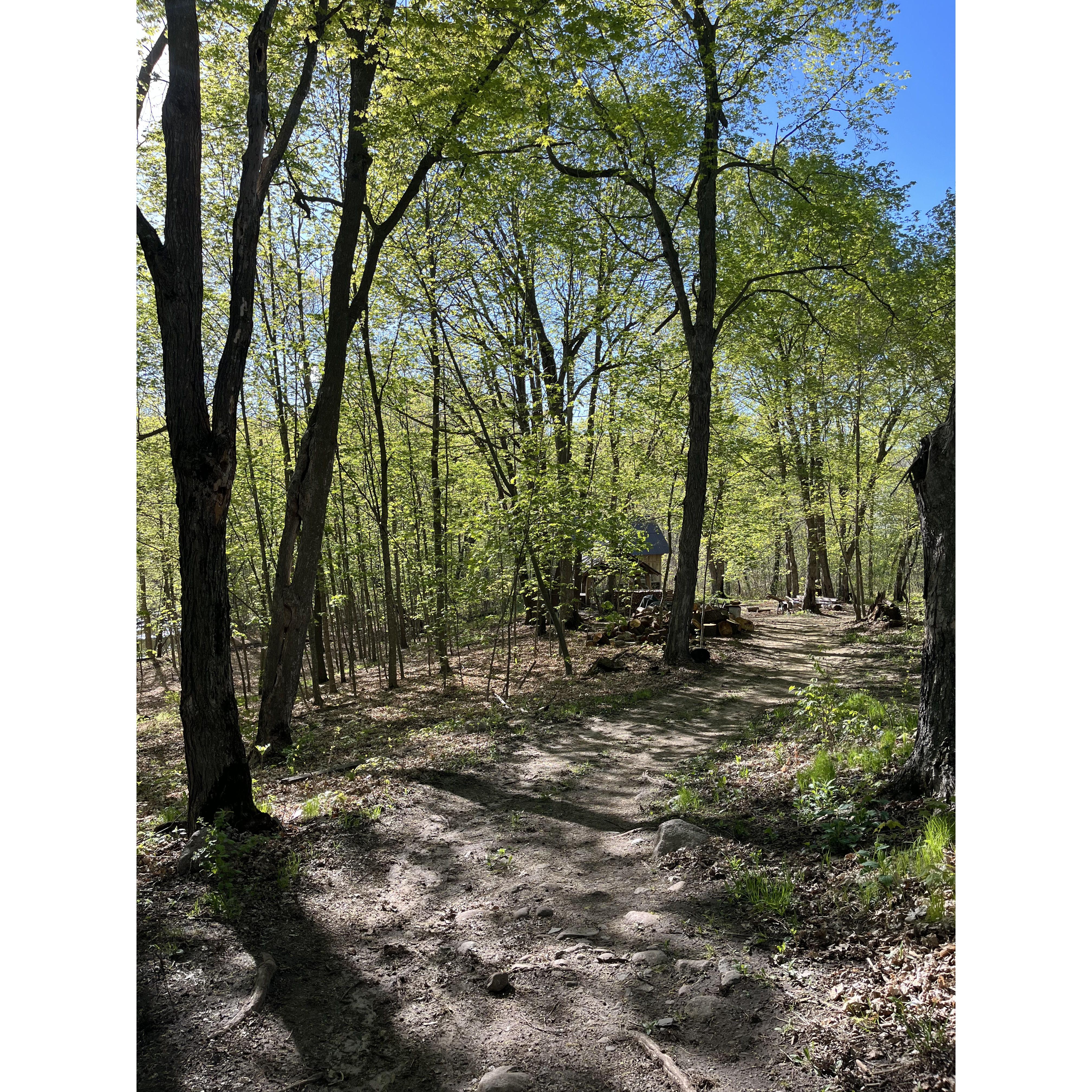 The trails leading down to the creek.