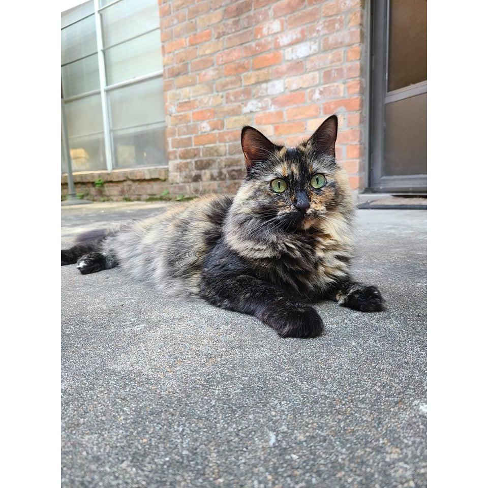 Miss Penny Rose - 11 years old