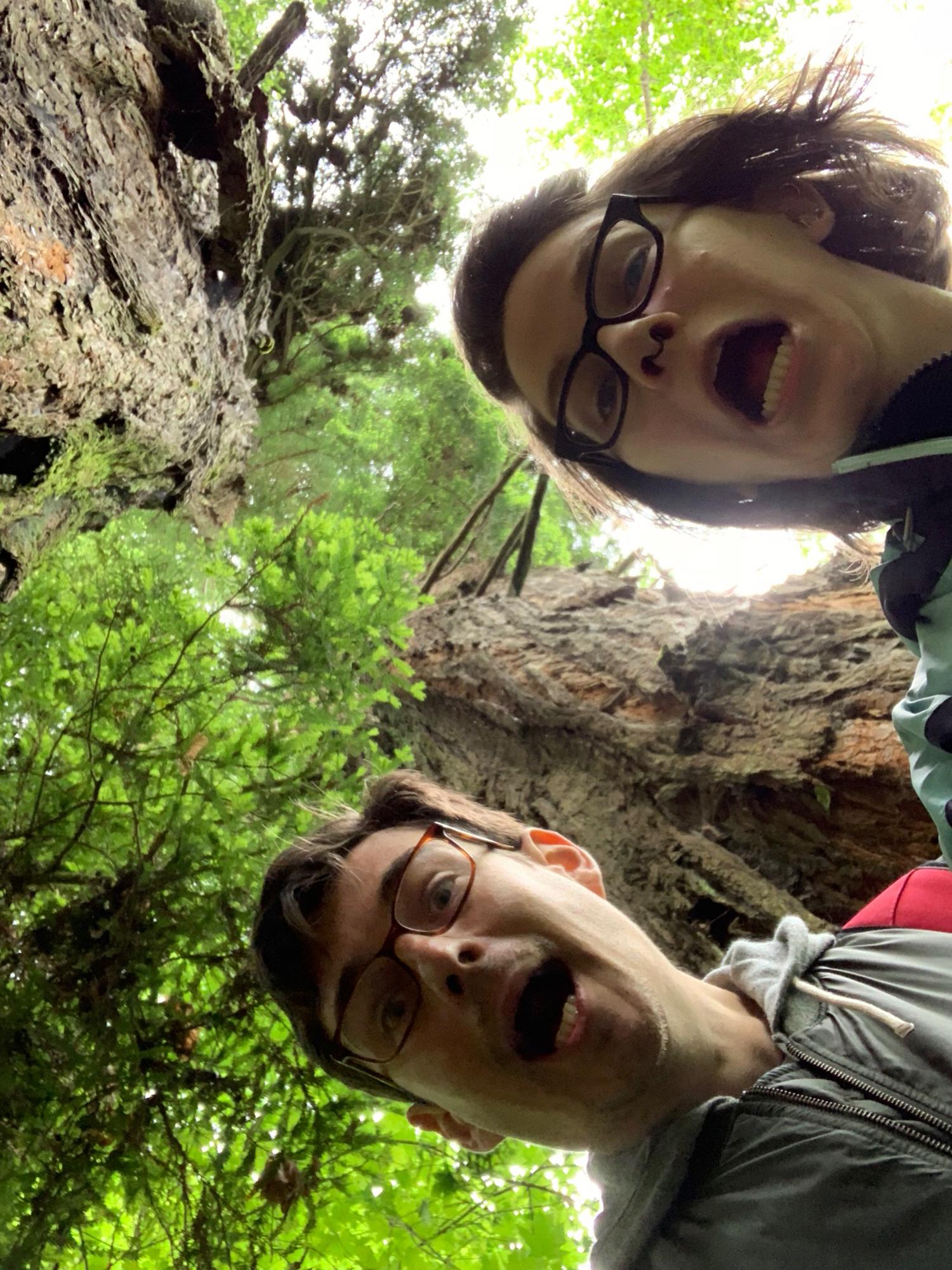 Redwoods in California (Endor scenes from Star Wars)