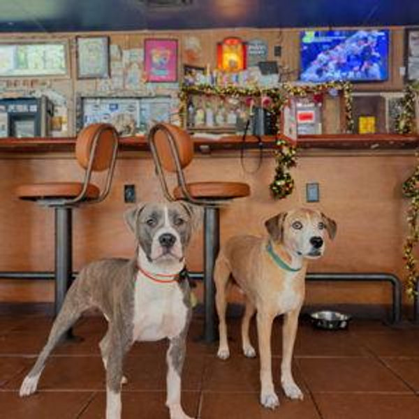 Austin Pets Alive! 🐕