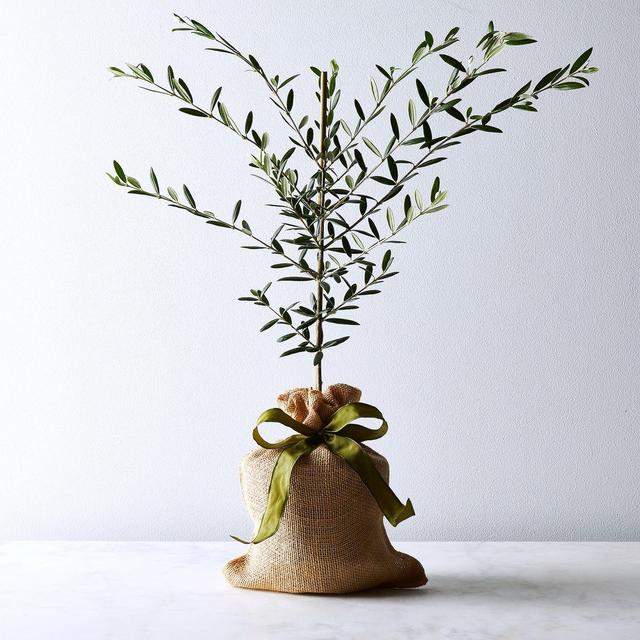 Olive Tree Sapling