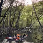 Magical Mangroves