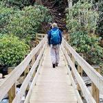 Thundering Streams and Falls of the Smokies Guided Hiking Tour