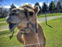 Leesburg Animal Park