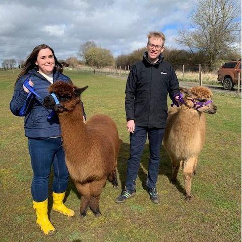 Alpaca walking, 2022