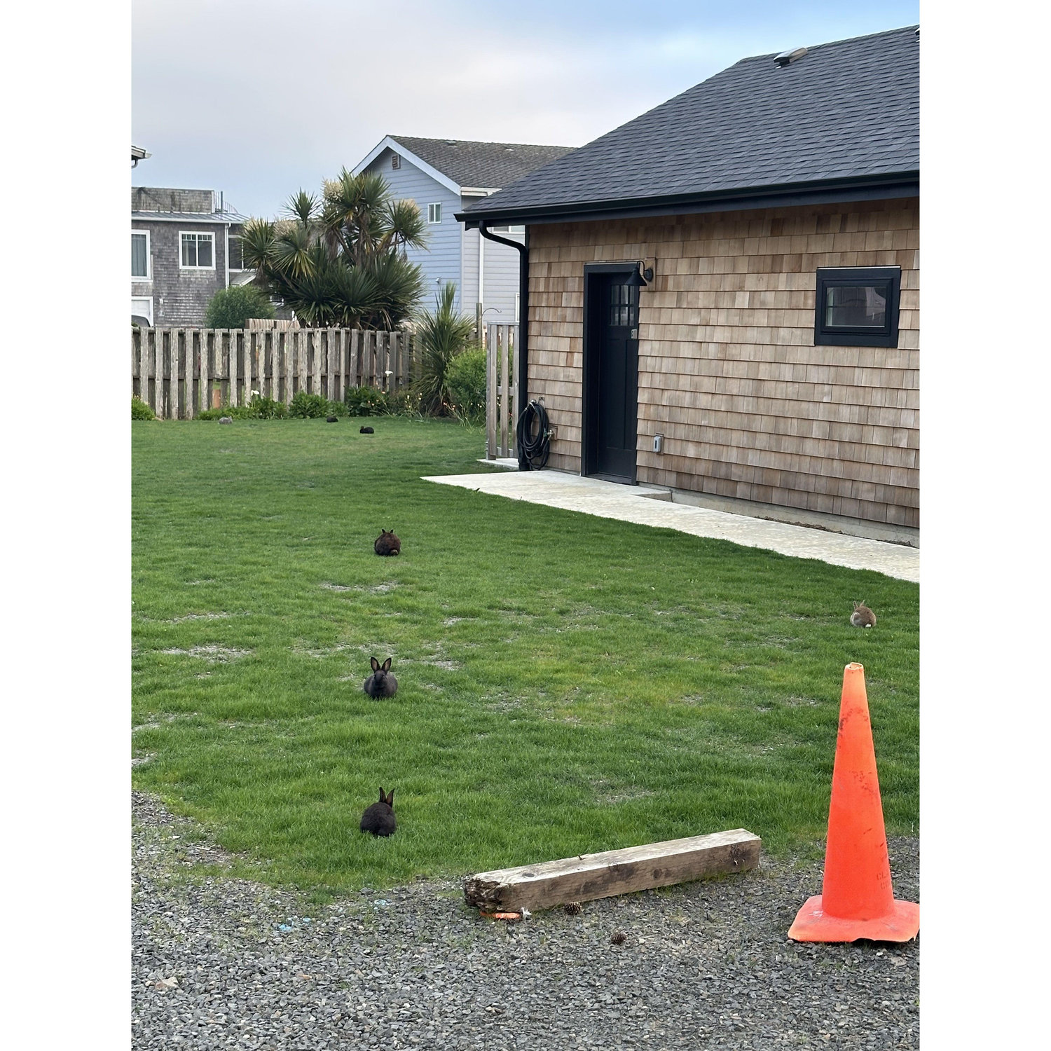 You will see more bunnies than you can count while at the coast they run wild here!