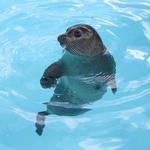 Mystic Aquarium