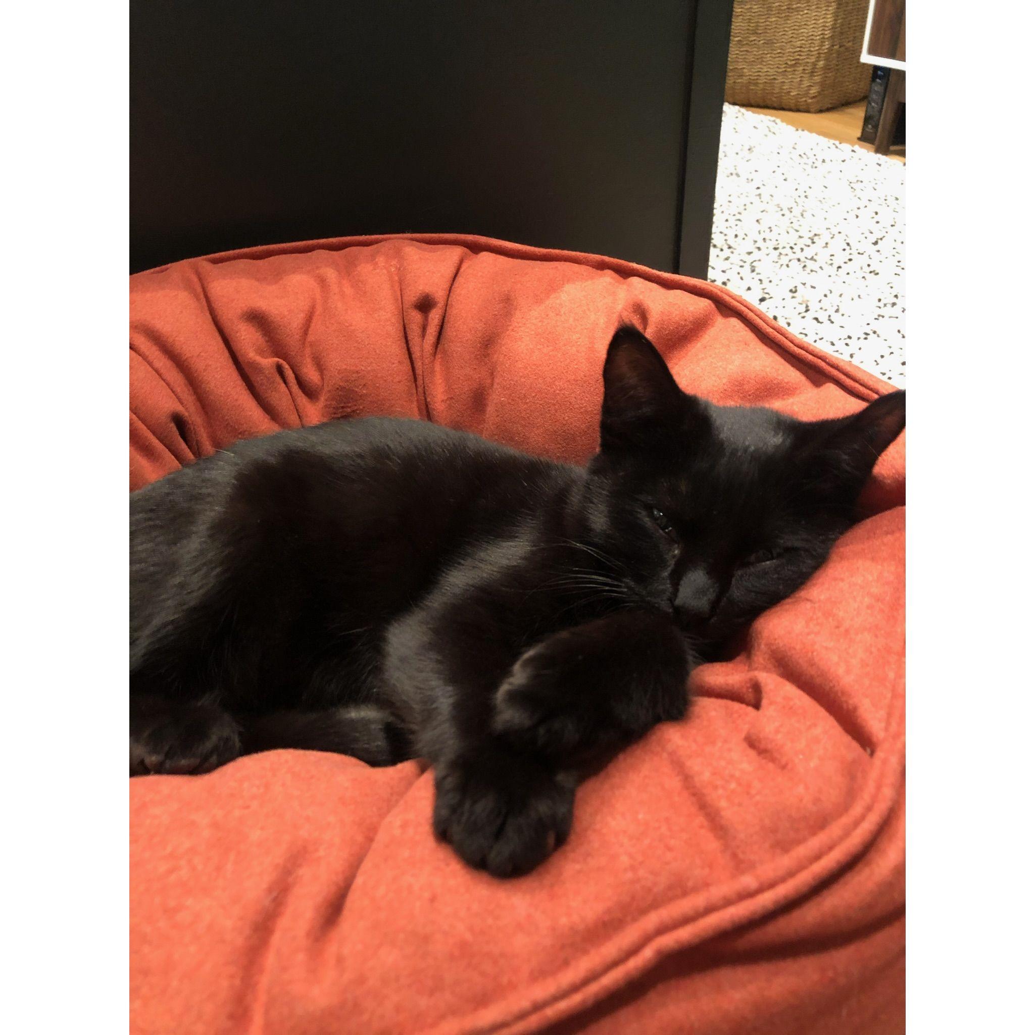 1.31.2021 - Two became three! We adopted our cat, Ziggy!