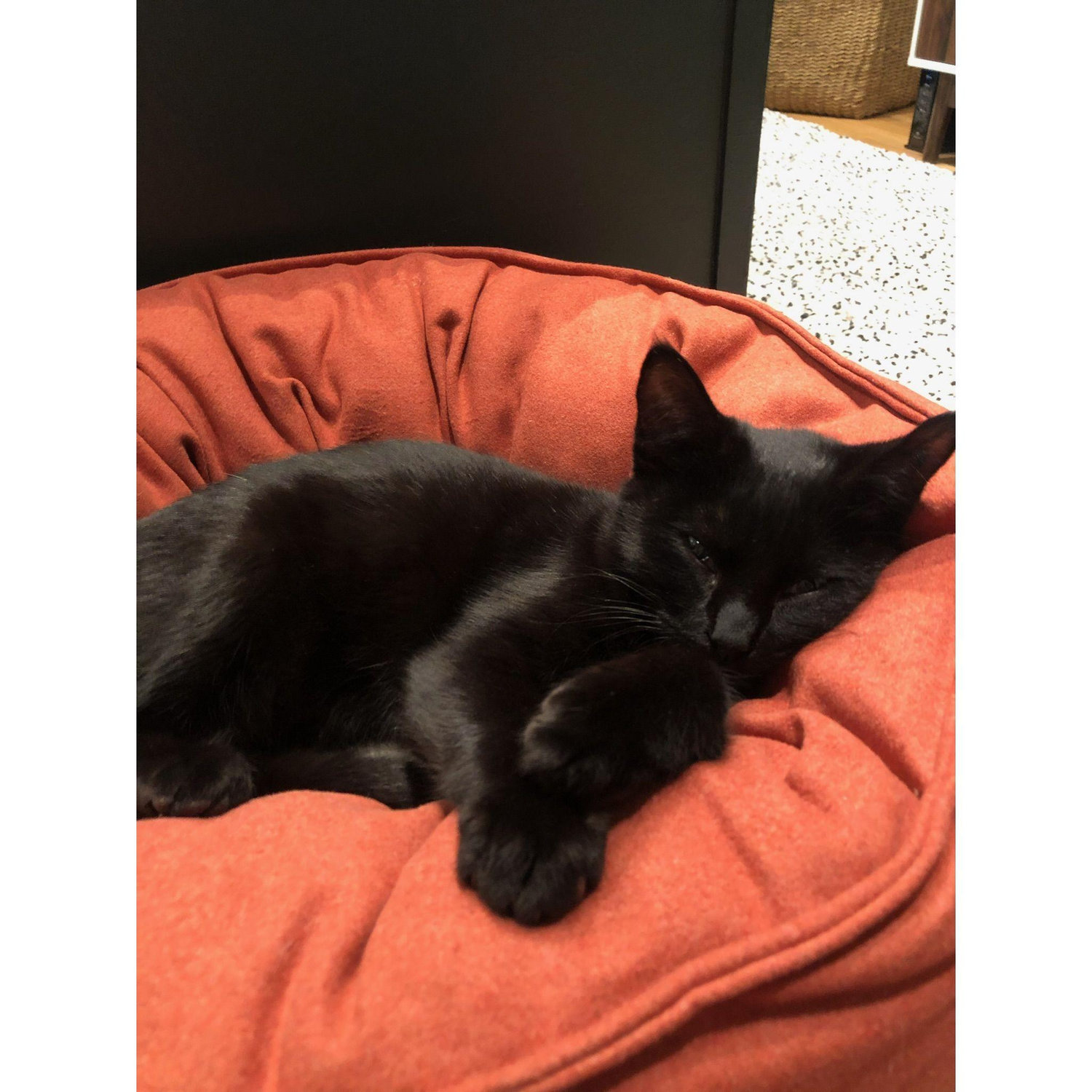 1.31.2021 - Two became three! We adopted our cat, Ziggy!