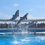 Gulfarium Marine Adventure Park