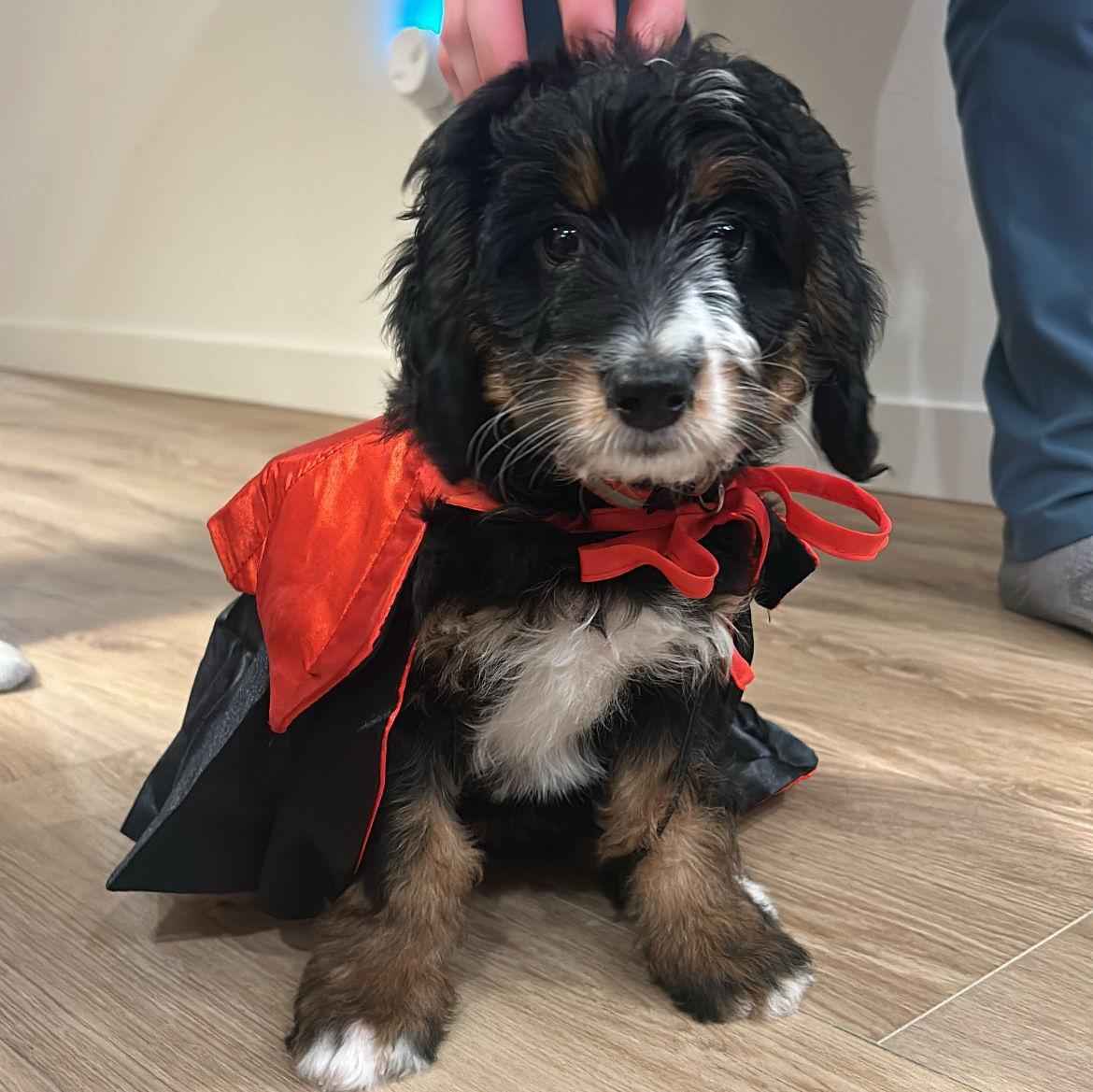 Halloween Day, 2024. Finally made our new house a "home" and brought home the love of both of our lives, Charlie.