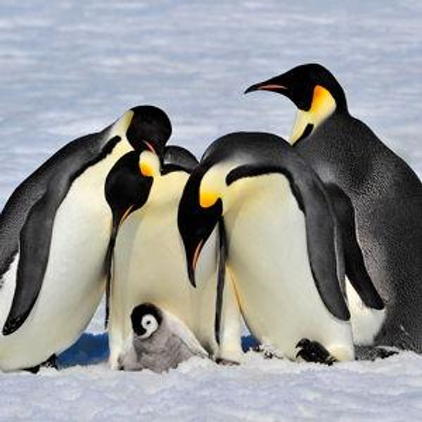 Zoo Penguin Encounter