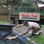 St. Augustine Alligator Farm Zoological Park