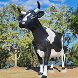 Kadie the Cow