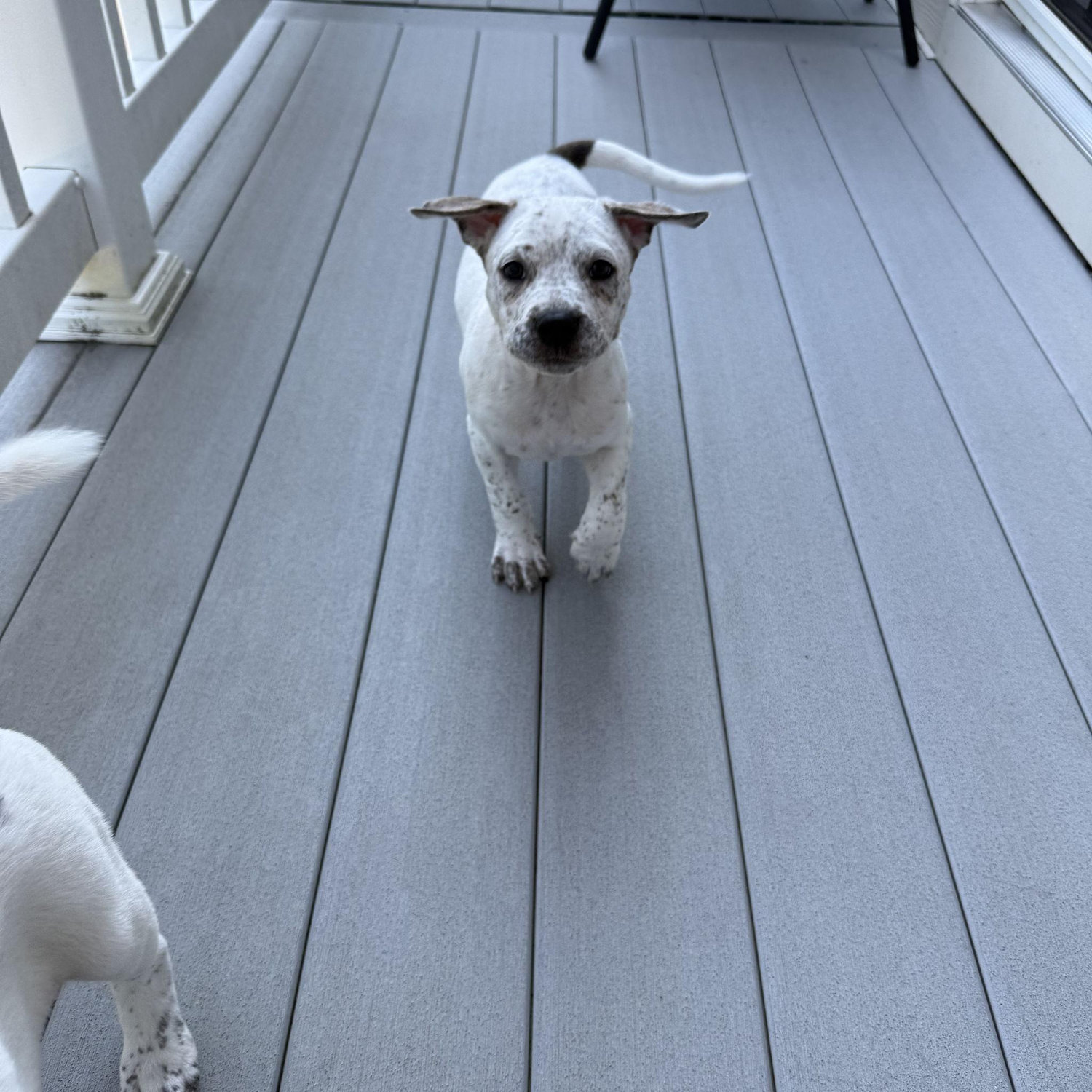 Beans officially became a part of our family in August 2025. Pork found a great new forever home.