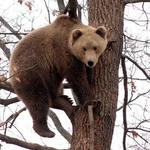 Libearty Bear Sanctuary Zarnesti