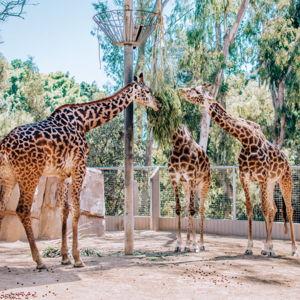 San Diego Zoo
